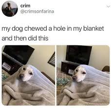 If you believe so, if you like to get all of these fantastic images related to animal memes clean funny, just click save icon to download these shots to your personal computer. Dog Memes Clean Memes