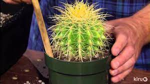 Cactuses survive in arid areas by storing up food and water in specialized internal storage tissues. How To Pot A Spiny Cactus Without Getting Pricked 14 Steps