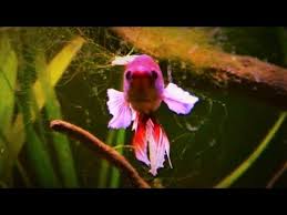 This freshwater fish is known best for their beautiful fins and color. Dumbo Ear Betta Fish Tank Elephant Ear Youtube