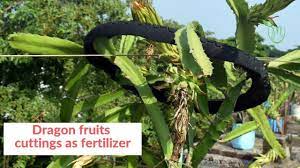 We did not find results for: How We Collected Organic Fertilizer For Dragon Fruit For Free Organic Organic Fertilizer Fertilizer Manure Fertilizer