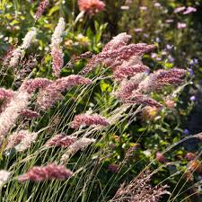 Image result for Melinis tenuissima