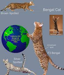 Bengal Cat Facts For Kids Bengal Cat Facts Bengal Cat Cat Facts