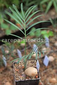 Image result for Walleria mackenziei