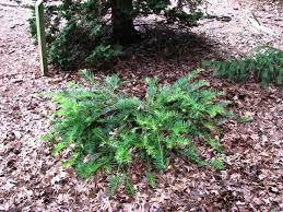 Image result for Polycarpaea prostratum