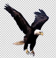Eagle Png Eagle Png Bald Eagle