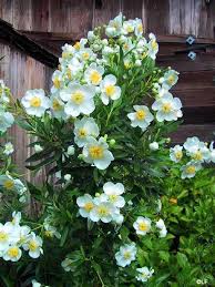 Carpenteria Californica Elizabeth California Bush Anemone California Native Garden Plants Drought Tolerant Garden