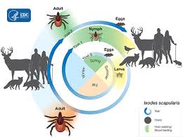 Tick Talk Lyme Disease Isn T Your Only Worry