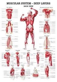 A regional study of human structure. The Muscular System Deep Layers Back Laminated Anatomy Chart