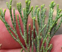 Image result for Callitris