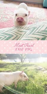 Up Close And Pearlsonal With Pearl The Pig Pet Pig Care Pet Pigs Baby Pigs