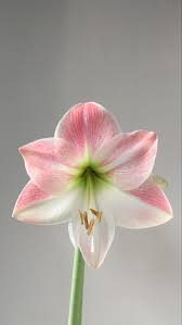 This Is My Second Year With This Amaryllis So Happy To See It Blooming Today Gardening