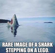 RARE IMAGE OF A SHARK STEPPING ON A LEGO.