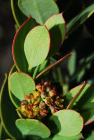 Image result for Osyris compressa