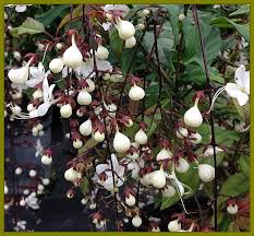 Image result for Clerodendrum silvanum