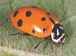 Bulwark pest control is the solution and they're here to help.for more of bulwark exterminating, visit. Use Lady Beetles For Aphid Control Ecofarming Daily