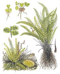 Image result for Asplenium trichomanes