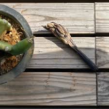 サボテン の 花 不吉