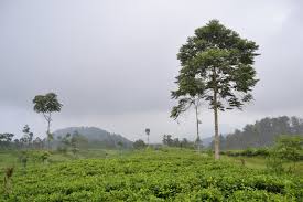 Plan to visit kebun teh wonosari, indonesia. Tamasya Ke Kebun Teh Medini Kendal Albertna Com