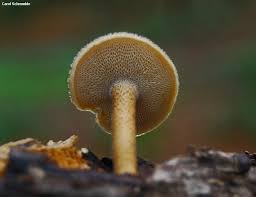 Image result for Polyporus pendulus