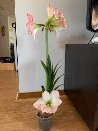 My Amaryllis Bloomed In This Most Unusual Way And I Love It Houseplants