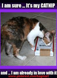 Humor Funny Cats Funny Cat Funny Kitty Meme Hilarious Catnip Cute Kitty Cute Cats Lol Meme Cat Quotes Funny Funny Cat Memes Kitten Mom