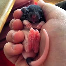 Chillilovesrats On Instagram One Of Amelias Baby Boys 3 Babyrat Aww Animal Adorable Adorablerat Adorableratbaby Cute C Pet Rats Baby Rats Cute Rats