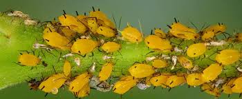 Although many types of asclepias bounce back from an aphid attack, some are very sensitive to an aphid infestation. Milkweed 101 New Guide For 2021 Bird Watching Hq