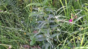 Image result for Vincetoxicum afrum