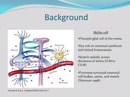 Müller cells constitute the dominant glial cell type in the retina. High Glucose Induces Mitochondrial Dysfunction In Retinal Muller Cells Implications For Diabetic Retinopathy Virtual Meeting Easd