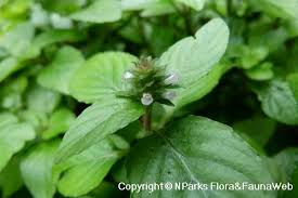 Image result for Nelsonia smithii