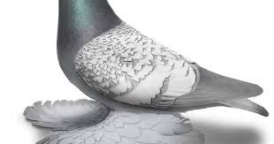 Black And White Birds In Southern California Black Saxon Field Pigeon Standard Gary Romig Pigeon Pictures Pigeon Canary Birds