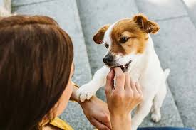 I cover the technique and things not to do as well. Is Your Dog Afraid Of Stairs Here S How To Fix It In 3 Simple Steps