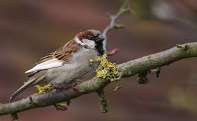 Raccoons can be a nuisance that causes major damage to garages. Where Have All The House Sparrows Gone