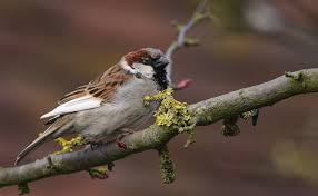 We did not find results for: Where Have All The House Sparrows Gone