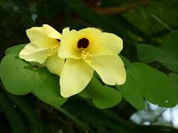 Image result for Bauhinia burrowsii