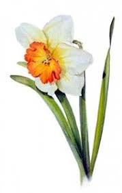 White Orange Daffodil With Green Leaves In Watercolor On White Background Flower Painting By Susan Harrison Tust Flower Painting Floral Watercolor Flower Art