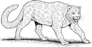 More 100 coloring pages from animal coloring pages category. Leopard Coloring Pages Learny Kids