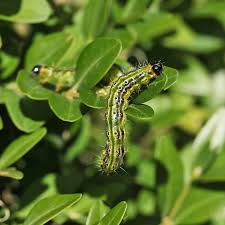 La pyrale du buis cause des dommages important à vos plantes et vos haies. Se Debarrasser De La Pyrale Du Buis Nos Solutions En Lutte Biologique Jardins Animes