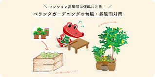 ベランダ 植物 強風