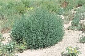 Image result for Salsola kali