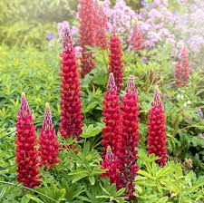 Prune at will if it gets carried away with its rather. 20 Best Perennial Flowers Easy Perennial Plants To Grow
