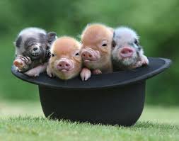 Melanie Hansel Smallest Pigs In The World Cute Piglets Cute Animals Cute Baby Pigs