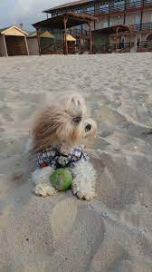 lhasa apso shon lhasa apso lhasa animals