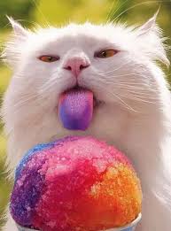 20 Cats Eating Human Food Cats Eating Food Human Dog Platform Katzen Lustige Katzen Katzen Bilder