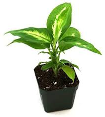 Amazon Com Dieffenbachia Camille Flowering Plants Garden Outdoor Plantas De Sombra Plantas Sombra