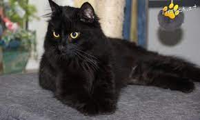 vermittlungstiere diese katzen suchen ein zuhause