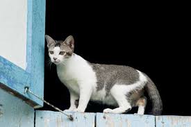 Rescue frozen kitten out of the snow. 5 Ways To Stop Your Cat From Falling Out Of A Window Catster