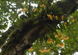 Image result for Bulbophyllum sp. nov