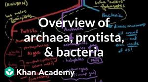 Overview Of Archaea Protista And Bacteria