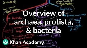 overview of archaea protista and bacteria